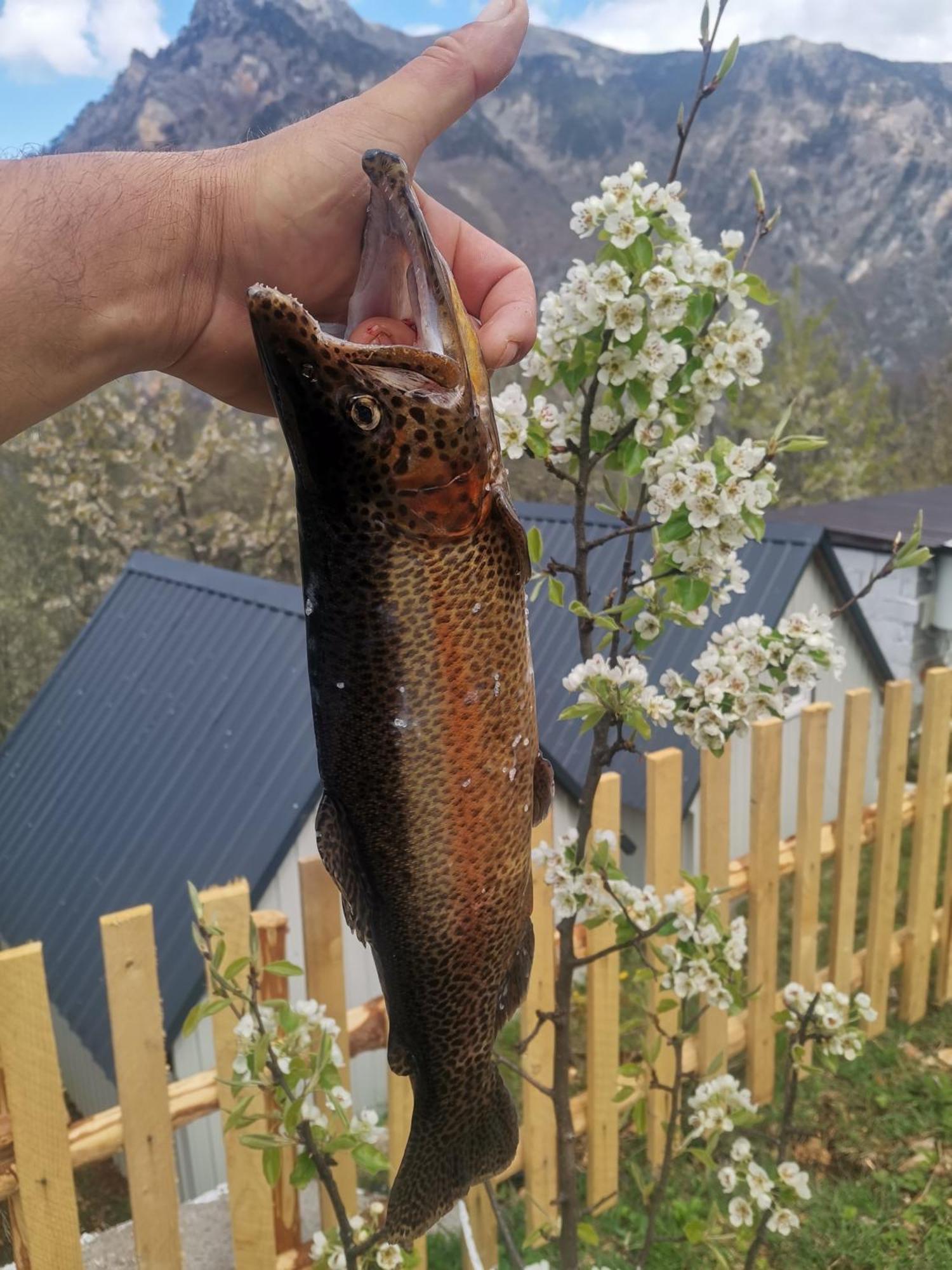 Ethno Cottage Momo Tepca Žabljak Oda fotoğraf
